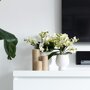Witte orchidee en succulenten op rieten schaal